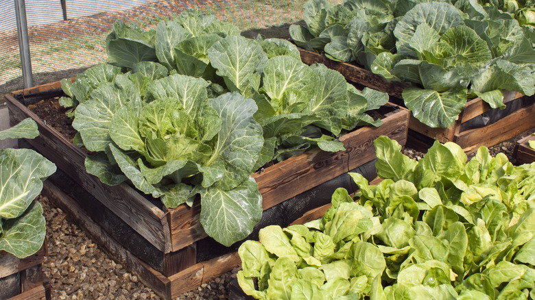 Cabbage and lettuce plants