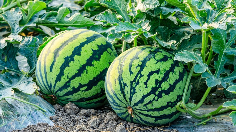 Watermelon plant in a garden