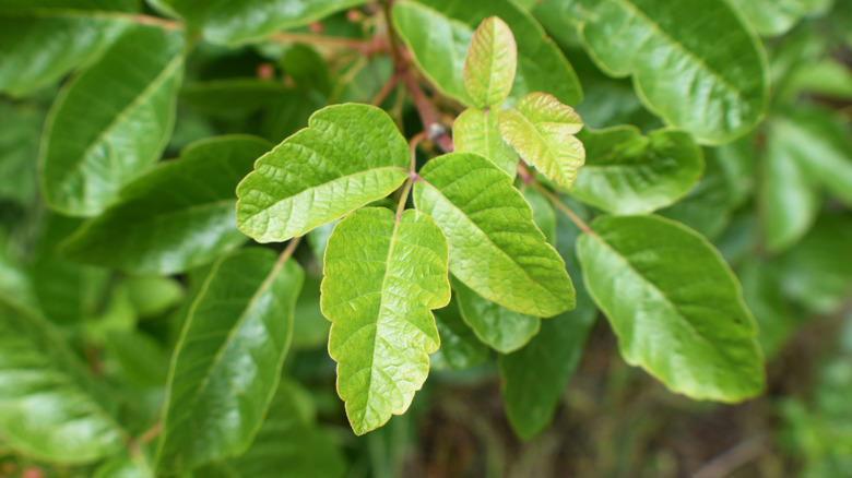 Closeup of poison oak leaves of three
