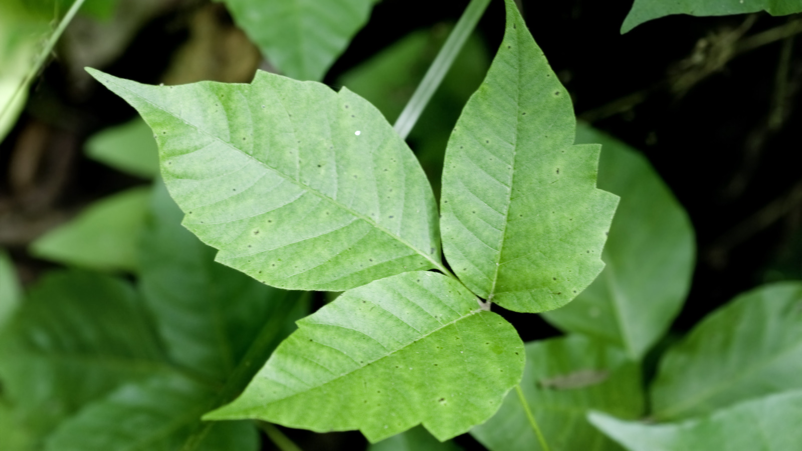 Poison Ivy Vs. Poison Oak: What's The Difference?