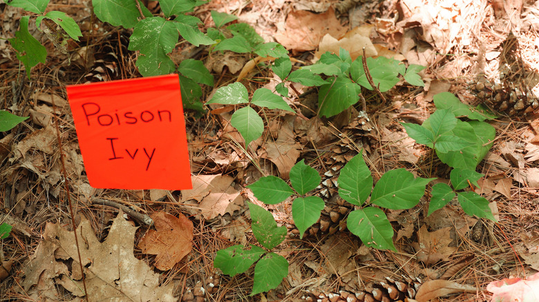 Poison ivy with red sign