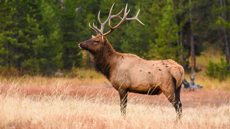 Bull elk standing in Yellowstone