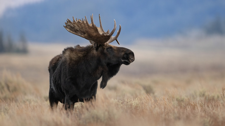 Bull moose standing in field