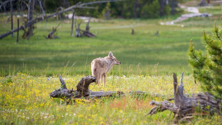 Wolf in Yellowstone National Park