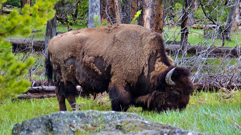 Bison grazing in Yellowstone