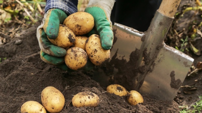 A gardener holding freshly dug up potatoes from a garden bed