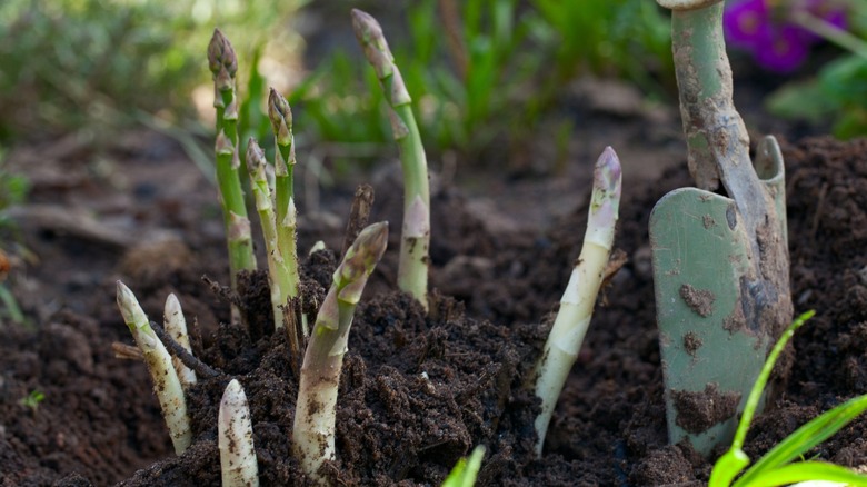 Some new growth of asparagus stalks being tended to in a garden bed