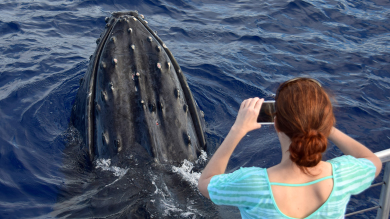 Woman taking photo of whale