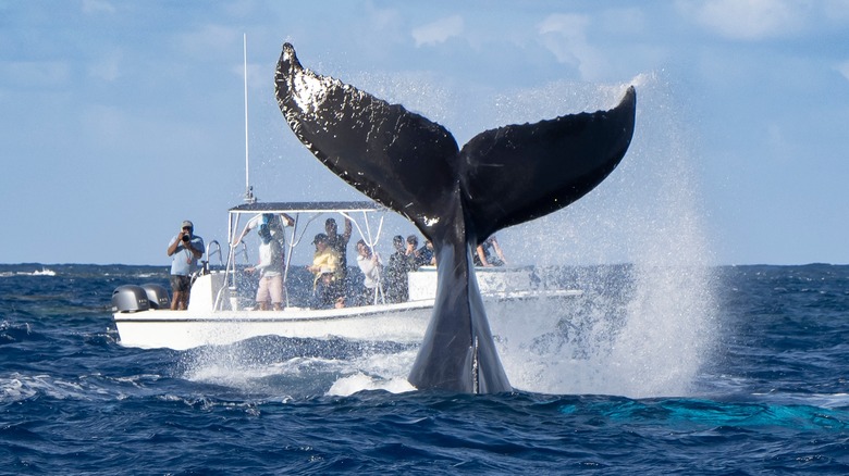 Boat watching whale diving into water