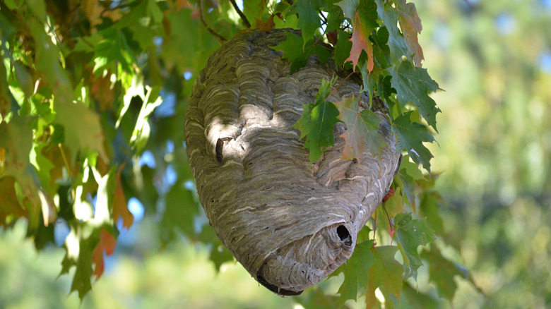 hornet nest