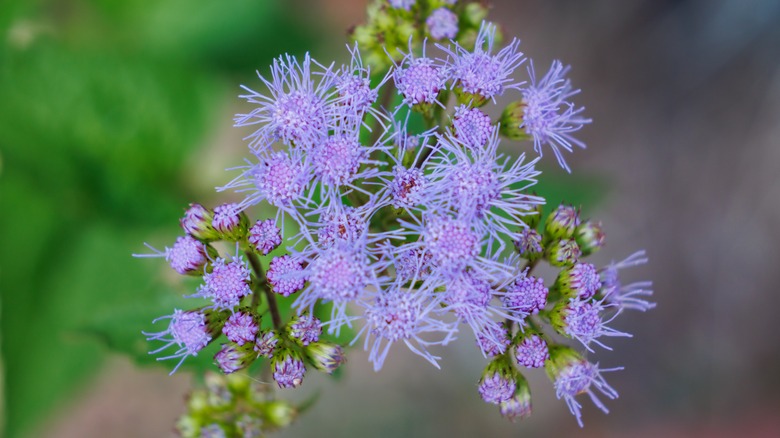 blue mistflower close-up