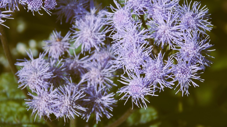 blue mistflower close-up