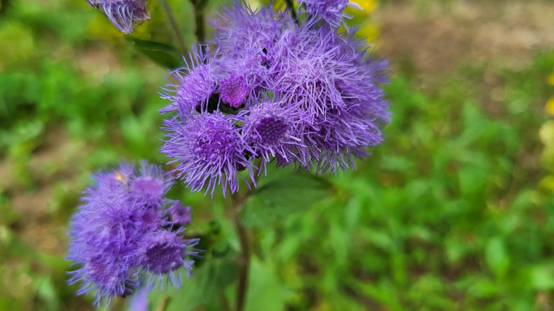 blue mistflower close-up