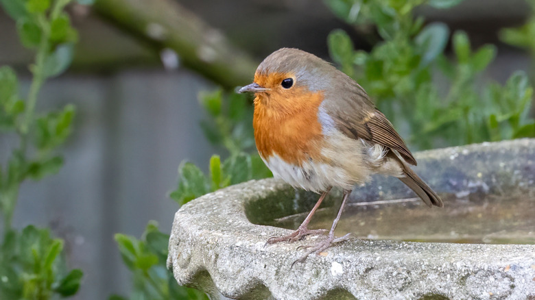 Robin perched on the edge of a bird bath