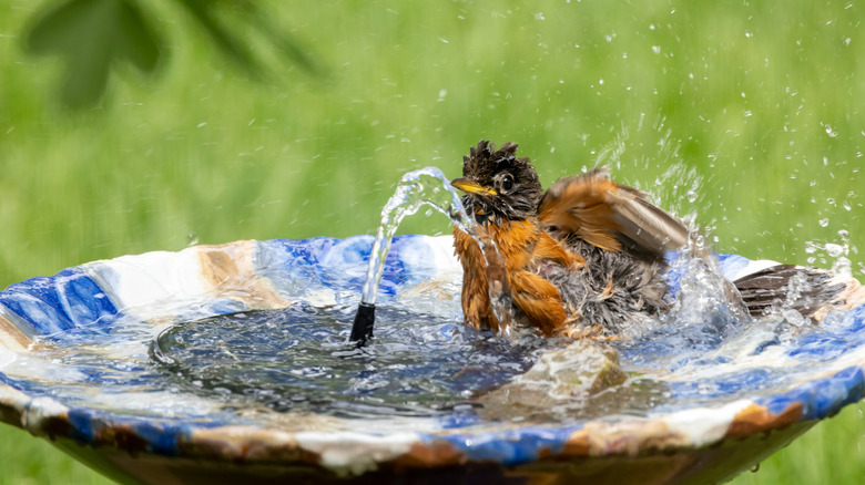 Bird splashing in bird bath