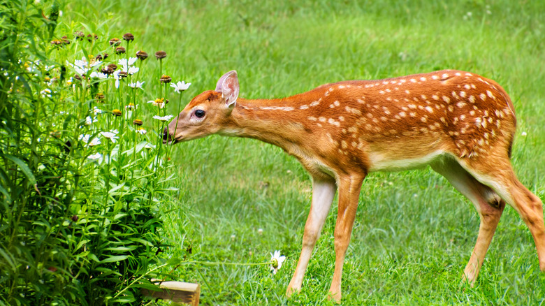 Young deer nibbling flowers in a garden