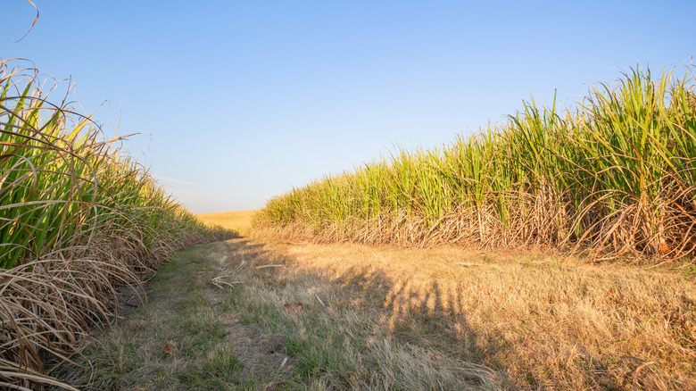 A fire break between two fields of sugarcane