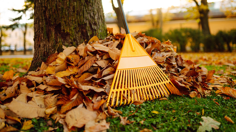 A yellow rake over a pile of leaves leaning up against a tree