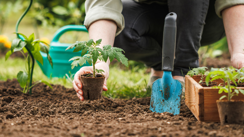 Gardener planting a seedling