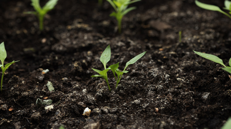 Young plant in soil