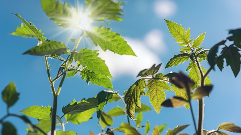 A tomato plant highlighted against the harsh sun above.