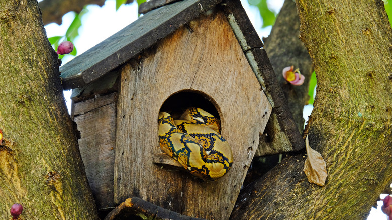 Snake resting in bird house in a tree