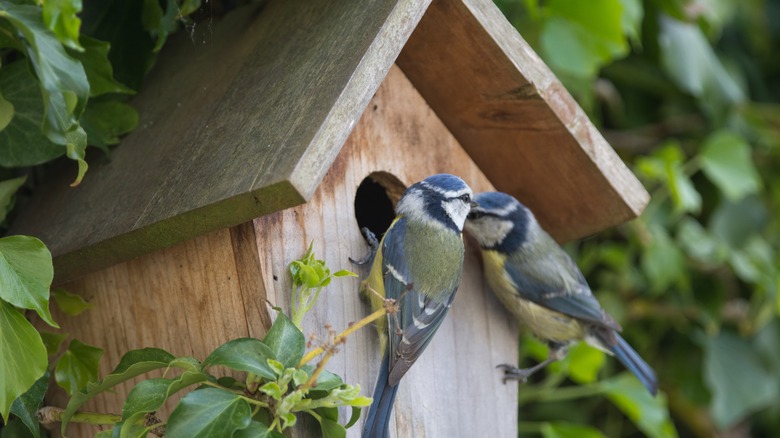 Birds on bird box in tree