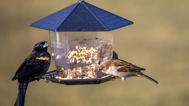 Two birds sitting at a plastic hanging bird feeder