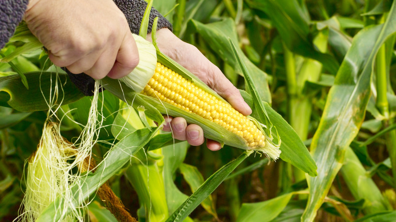 Farmer examining corn