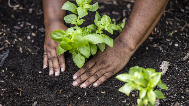 Person planting basil in good soil