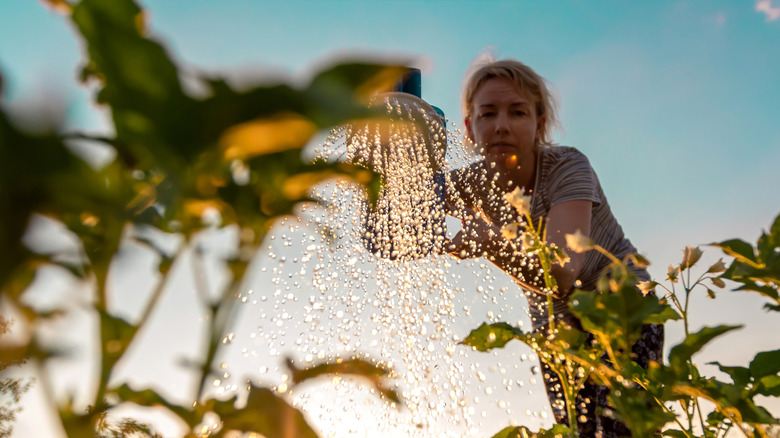 Woman watering crops overhead