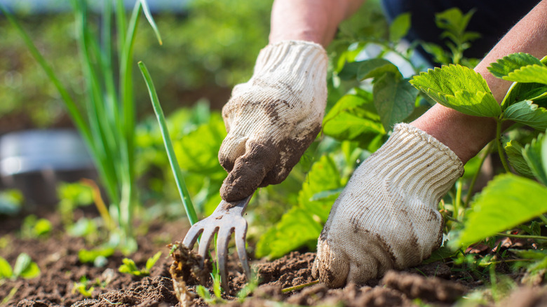 Gardener pulling weeds