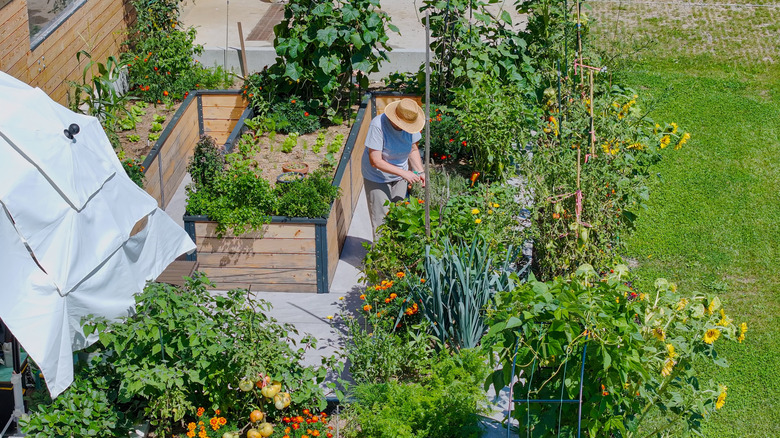 Gardener watering plants in in-ground beds and raised beds