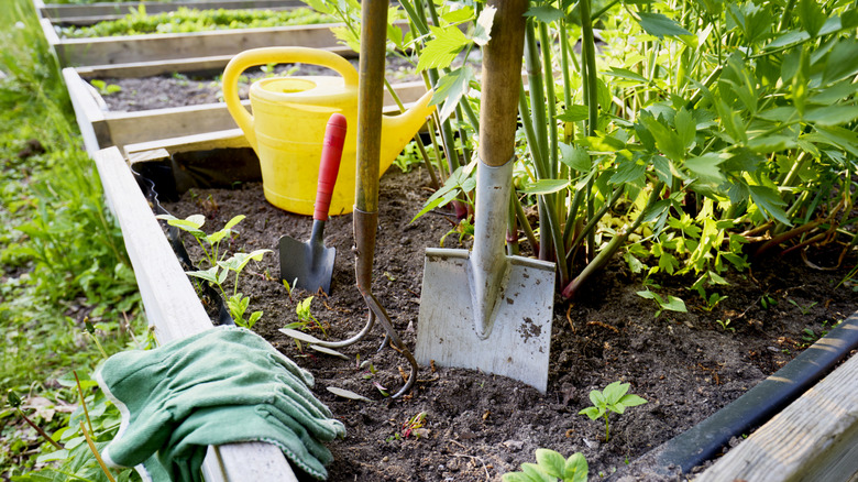 Gardening tools in a raised bed