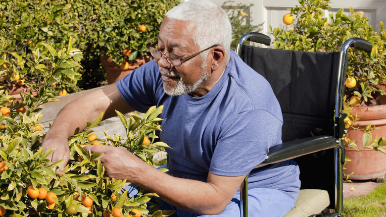 Older wheelchair user gardening