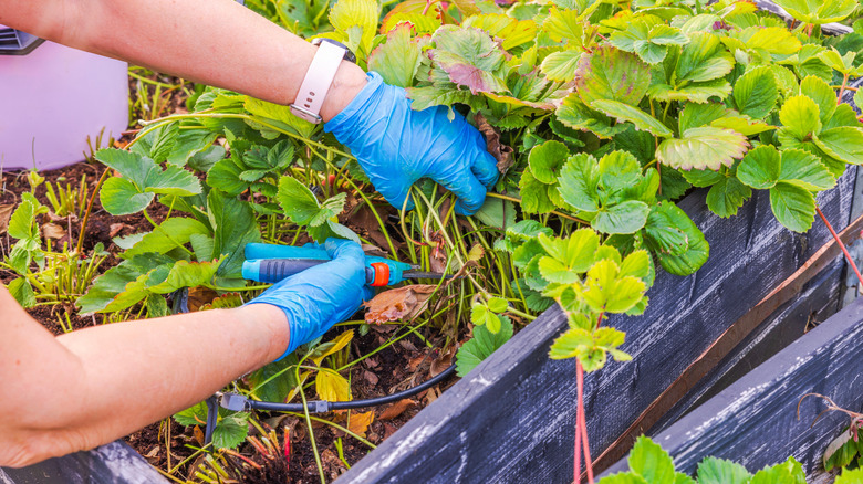 Cutting back strawberries in a raised bed