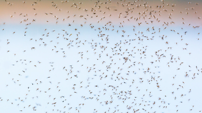 Mosquito swarm
