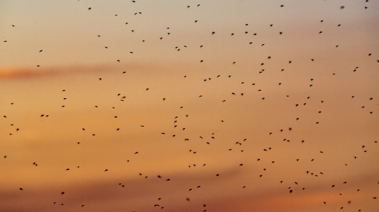 swarm of flies in an orange sky