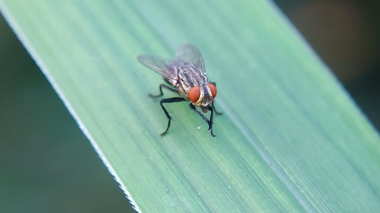 House fly sitting on leaf, close up