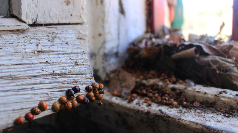 Ladybugs on window frame