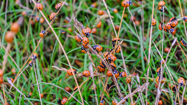 Lots of ladybugs in tall grass