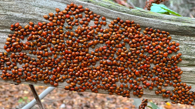 ladybugs on a log