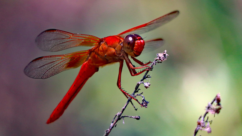 Dragonfly resting on flower, close up