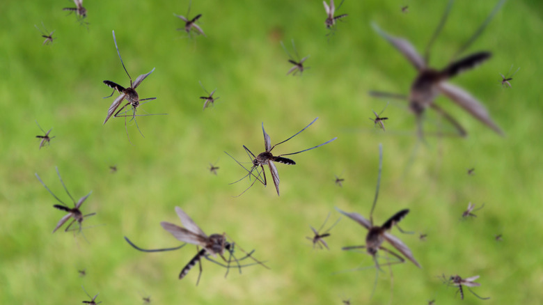 mosquito swarm