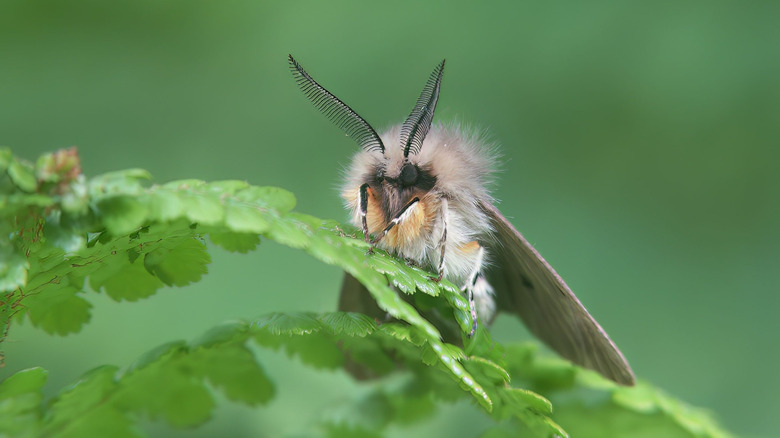 Moth face closeup on green leaves