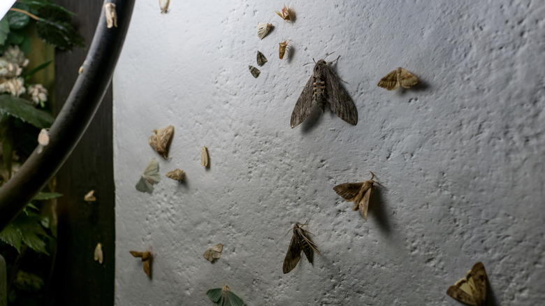 Moths on a wall at night