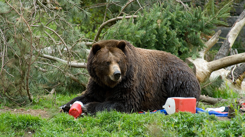 Grizzly bear eating camp food 