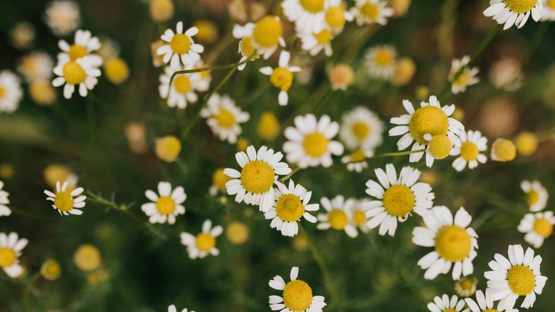 Close up image of Roman chamomile