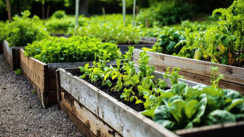 Raised garden beds full of vegetable plants