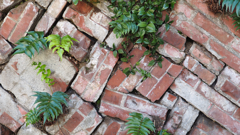 Loose, old, and worn bricks outside with plants growing between them